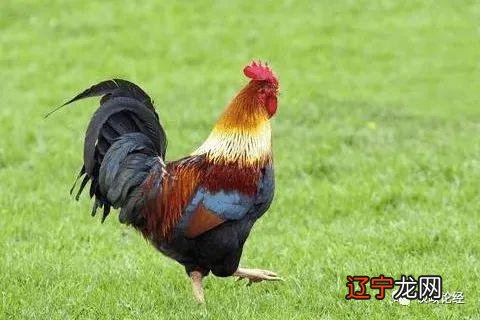 图 人2023年运势及运势详解人