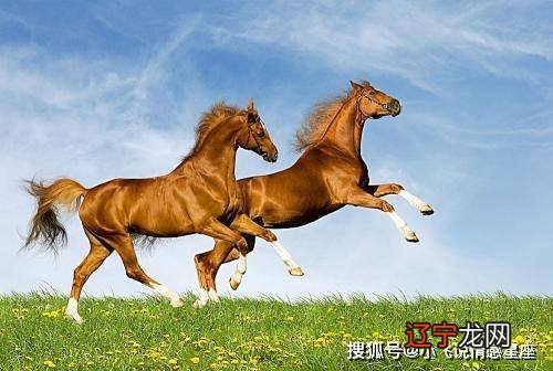 2022年八月属马人要小心驶得万年船才行的三大生肖！