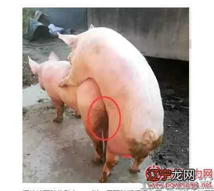 十二生肖风水堂:什么属相的男女最合适在一起