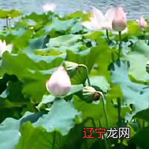 姓名查询_全国姓名重名查询_车牌号查询车主姓名