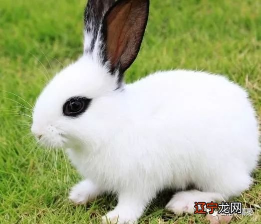 属兔的人和什么属相的女性最配，有你吗？