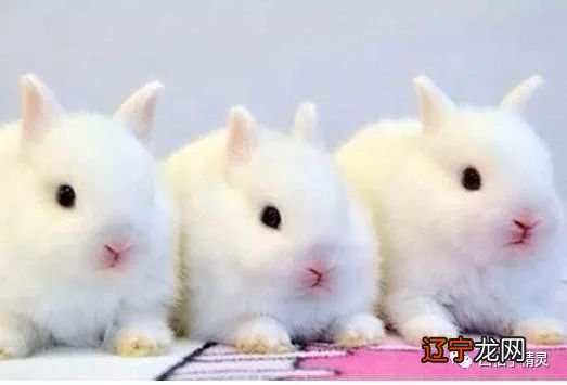 属兔的人和什么属相的女性最配，有你吗？