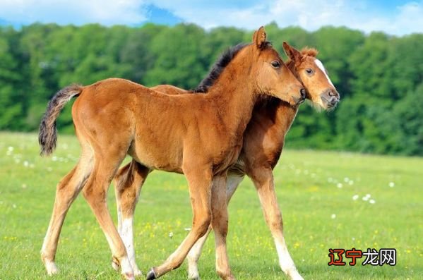 2016年10月23日 属马人的相忌属相生肖属相运势