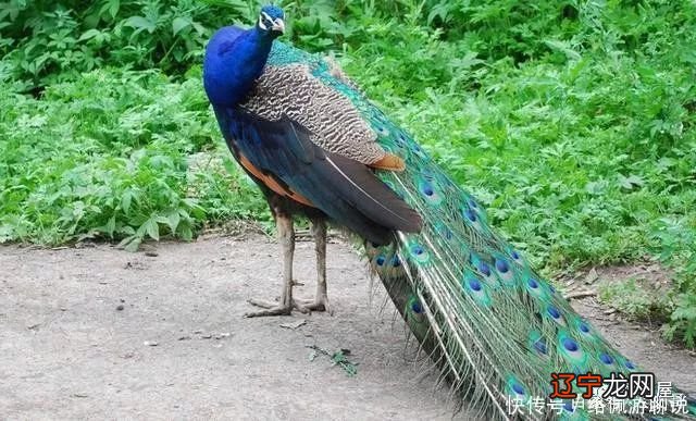 周公解梦:梦到这些场景,预示近期你的生活会很幸福,大吉大利!