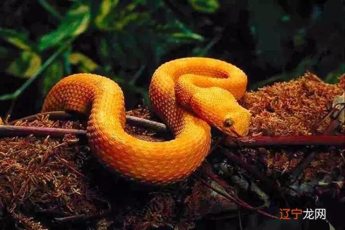 属蛇的今年多大岁数了2022年的时候年龄不同