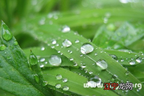 梦境中的露水往往预示着生活的幸福与快乐。