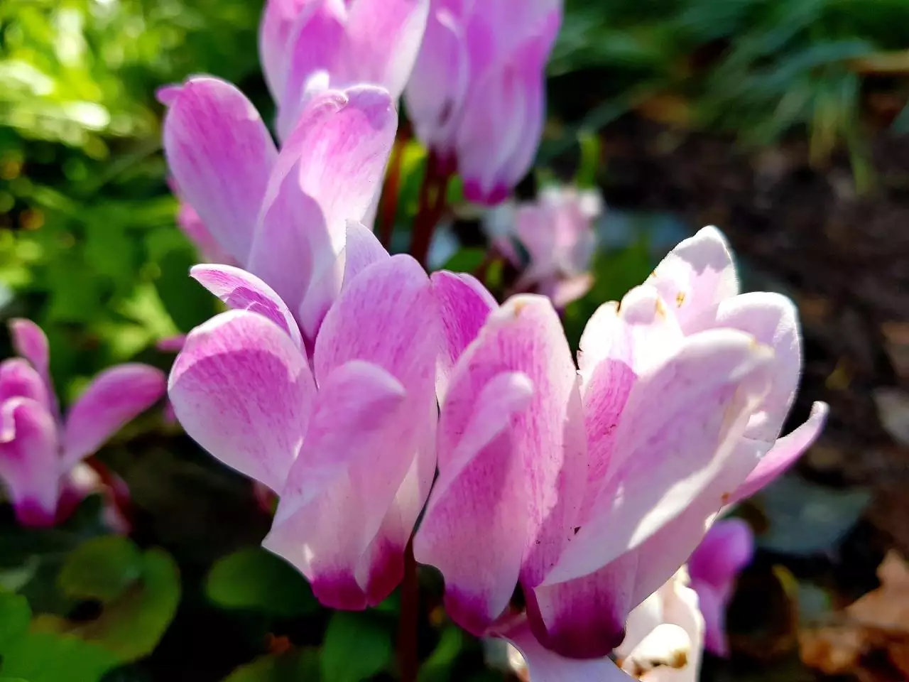 三合和六个合哪个最好生肖的婚配什么是6合