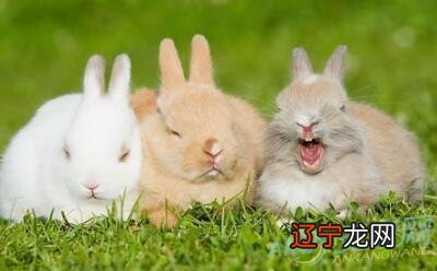 7月10日后，富贵飞升，未来不差钱的生肖