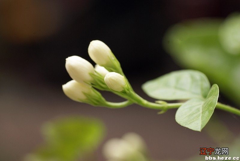 【教师招考】小学语文教师的名字大全,值得收藏!