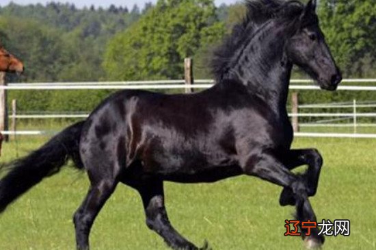 属马人一生命运如何属马的人的一生中会有很多贵人