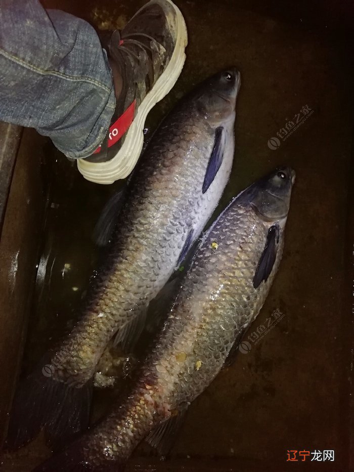 头天晚上梦见干大物，才想起我又三天没去钓鱼了