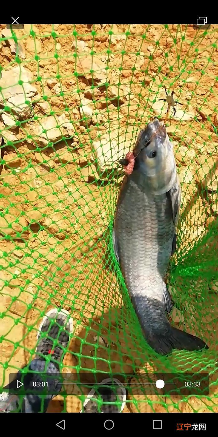 头天晚上梦见干大物，才想起我又三天没去钓鱼了