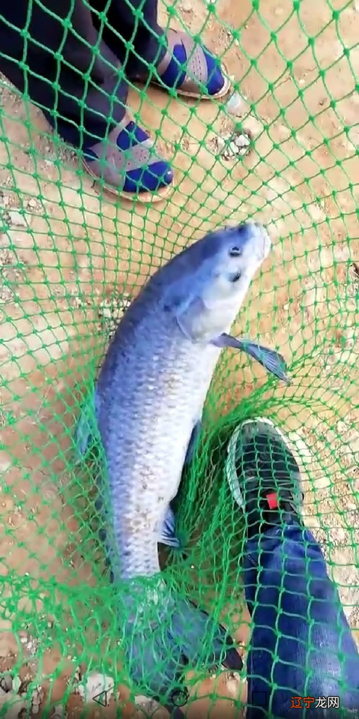 头天晚上梦见干大物，才想起我又三天没去钓鱼了