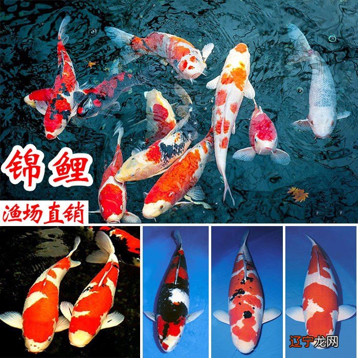 养锦鲤风水鱼的时候养多少条才是比较合适的