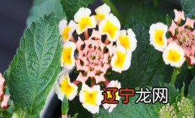 二婚风水堂:八字占卜感情吉凶,为你找到最佳婚配