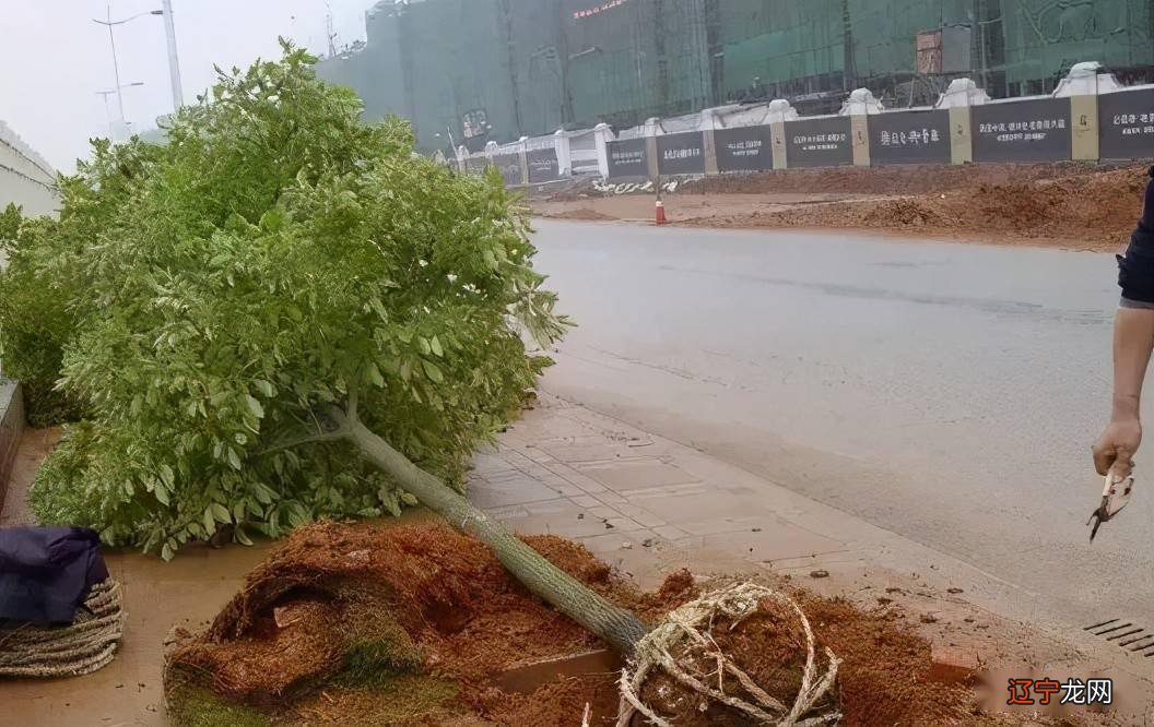 八字看阳宅_阳宅三要 看楼房准吗_走马阴阳风水看阳宅