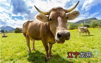 家中有虎猴牛今年运势怎么样2018年牛生肖运程