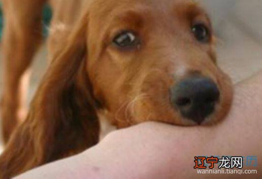 梦见被狗追预示着你近期可能做了一些违背良心