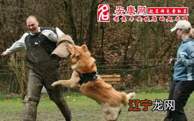 梦见被狗追预示着你近期可能做了一些违背良心