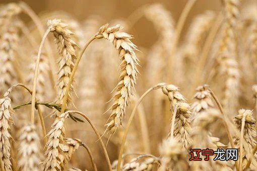 梦见被剪头发是什么意思?梦见剪头发预示着什么?