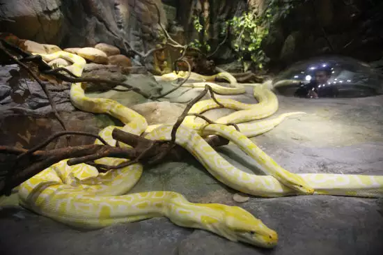 妈妈属蛇明年生个虎宝宝好不好,你知道吗?