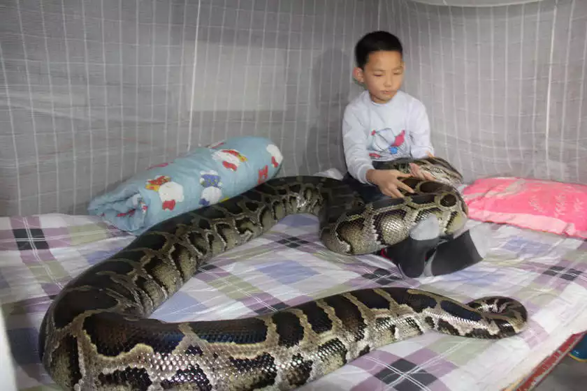 妈妈属蛇明年生个虎宝宝好不好,你知道吗?