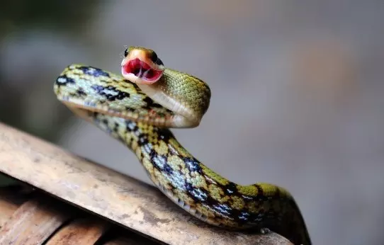 妈妈属蛇明年生个虎宝宝好不好,你知道吗?