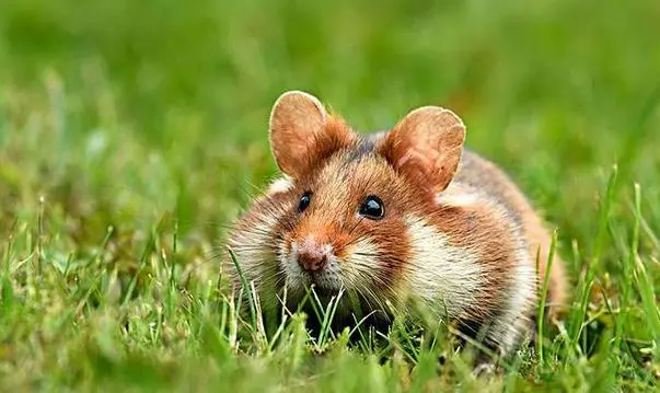 风水堂:下午出生的鼠宝宝命运好不好