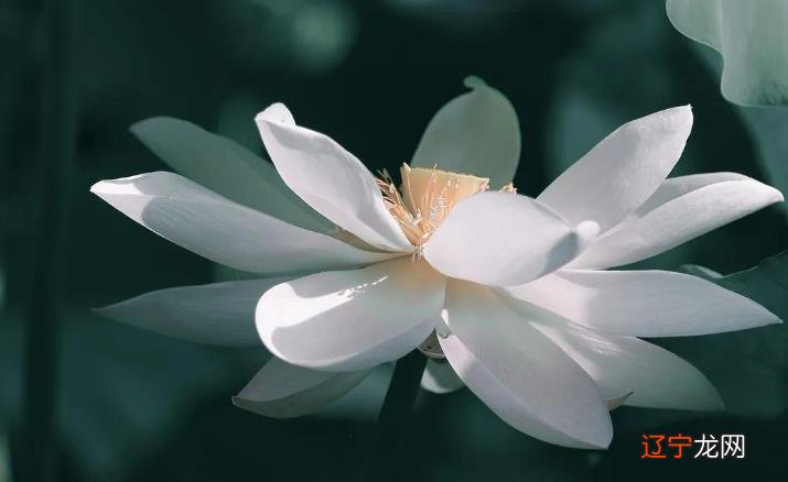 八字格局囊括了哪些成分?八字百科八字分析怀才不遇的格局