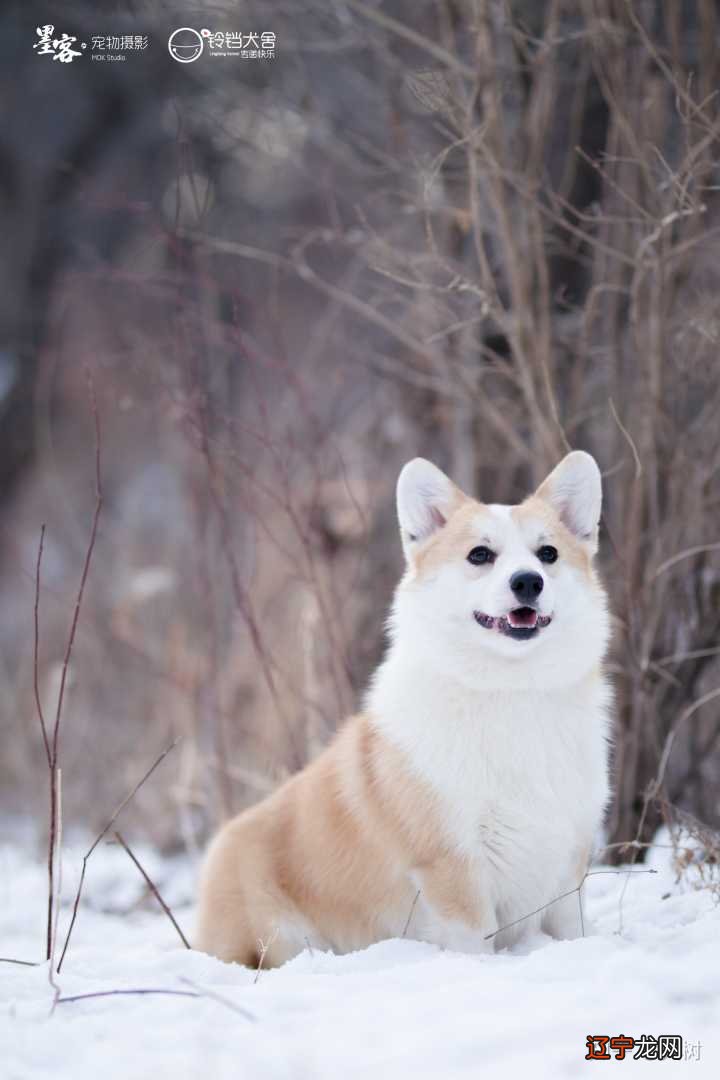 陈二狗寄幼安和见怀韵_怎么让比特犬见狗就咬_见买狗