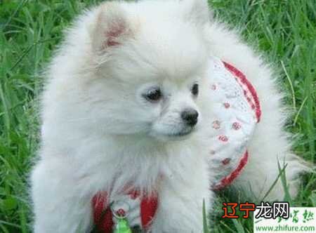 分为得传染病犬舍,家庭繁殖是宠物市场繁殖的主力