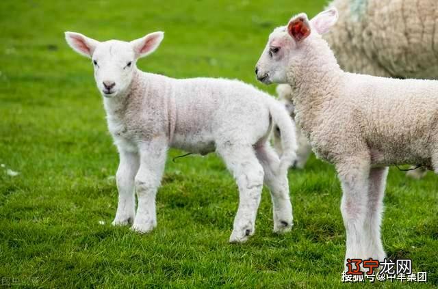 风水堂:2015年五行属什么?