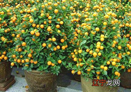 慈世堂:住宅周围种什么树比较好,有你吗?