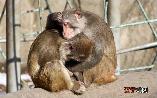 属猴人的婚姻一生有几次的3大生肖!