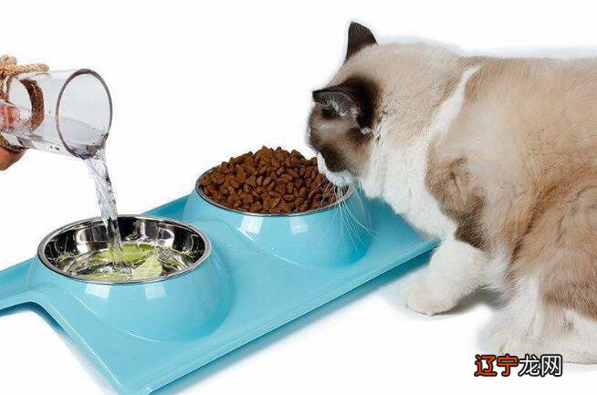 【李向东】适合养狗的方位狗是很受欢迎的一种