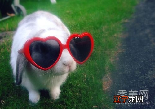 【李向东】适合养狗的方位狗是很受欢迎的一种