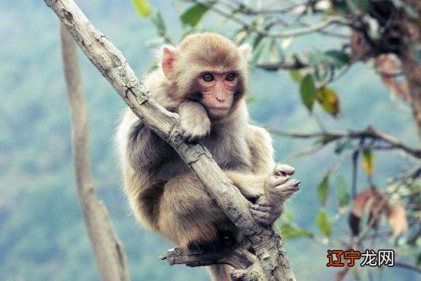 5月中旬横财大发不止,内心所想皆有所成的三大生肖