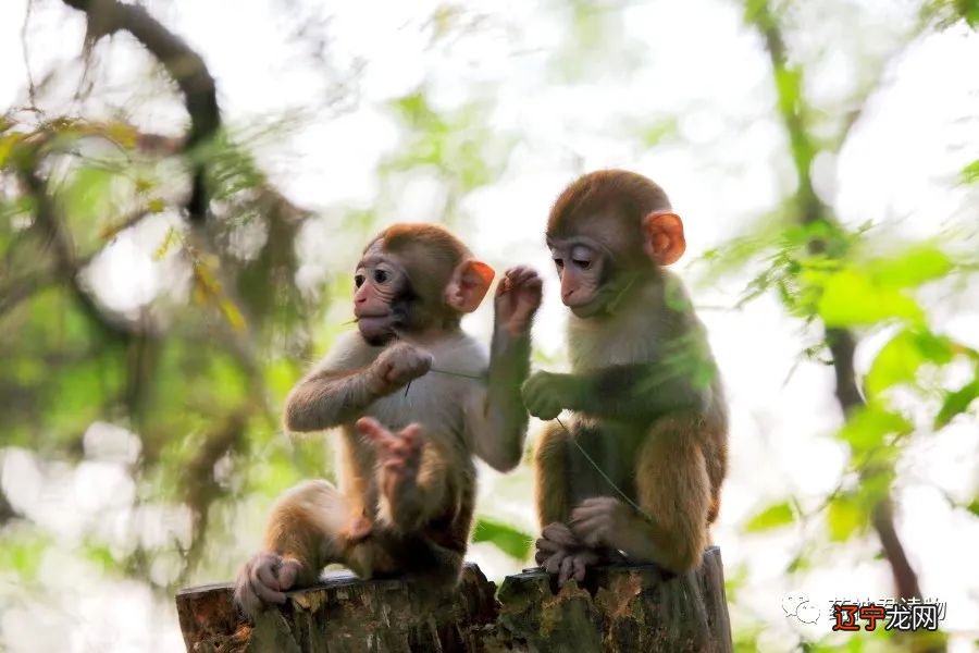 5月中旬横财大发不止,内心所想皆有所成的三大生肖