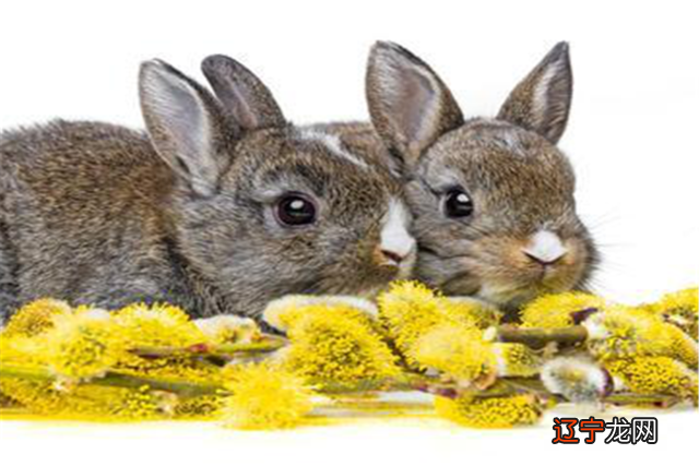 属羊的和什么属相最配,相配的属相在一起会带来好运