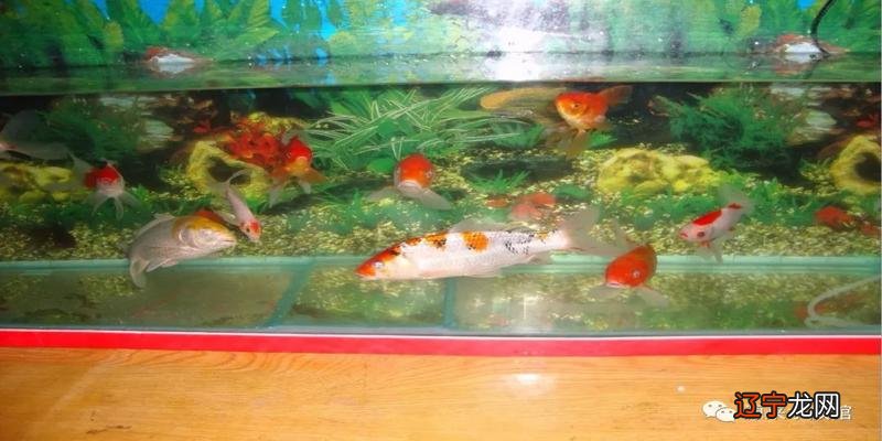 养鱼的数量风水根据河图确定“河图洛水”的天地生成数口诀