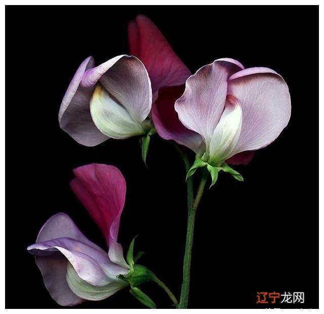 爱情是一种比较奇妙的东西，说不清道不明就是，就是一点