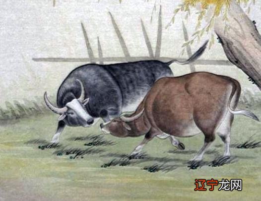 1975年属什么生肖属_属牛的生肖典故_属鸡的生肖和五行属什么