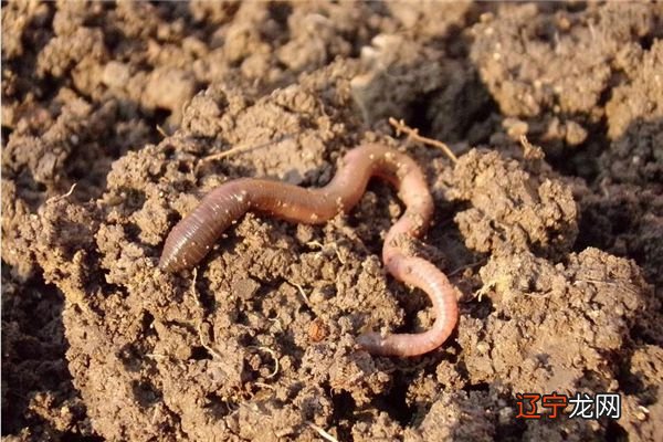 风水堂：梦见很多大蚯蚓的解析