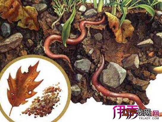 风水堂：梦见很多大蚯蚓的解析