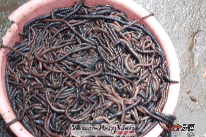 风水堂：梦见很多大蚯蚓的解析