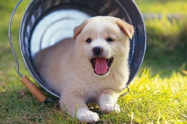 有些人不适合养猫,就拿属龙的人来说来说