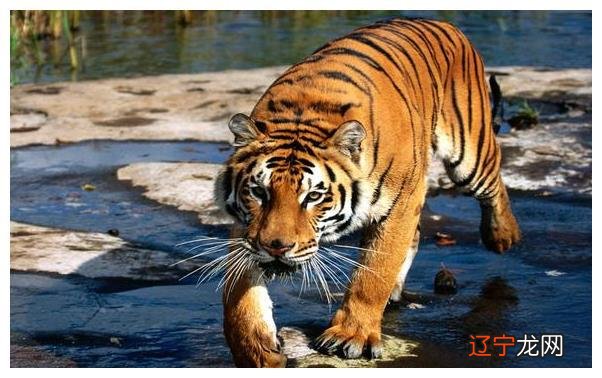 超准 在生活中生肖属虎人的最佳配偶是谁?