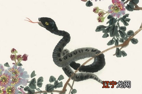 属蛇的人2021年整体运势生肖蛇人在2021年里