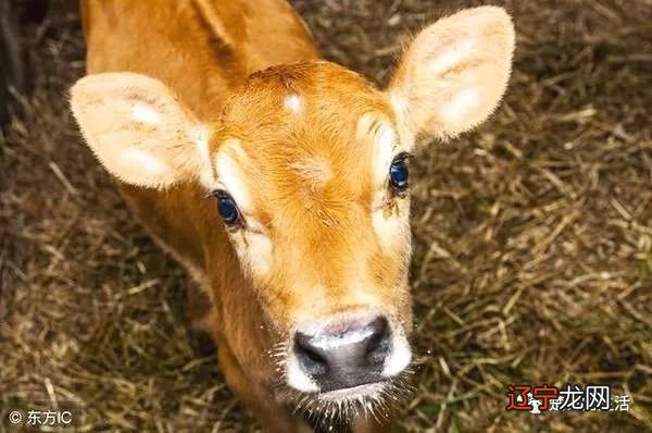 这几年出生的生肖牛，时运不济，有些霉运来袭