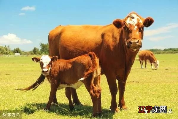 这几年出生的生肖牛，时运不济，有些霉运来袭